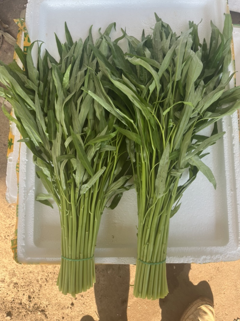 徐闻精品空心菜大量上市（质量保证、产地直发）