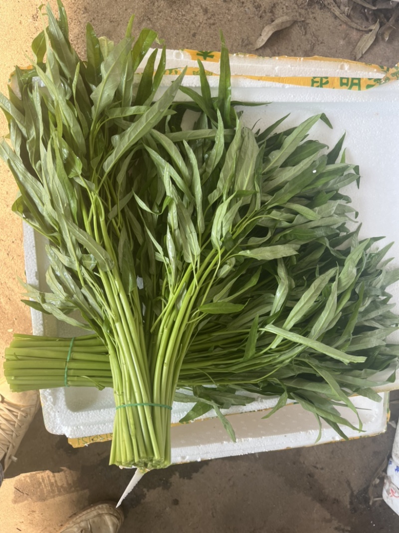 徐闻精品空心菜大量上市（质量保证、产地直发）