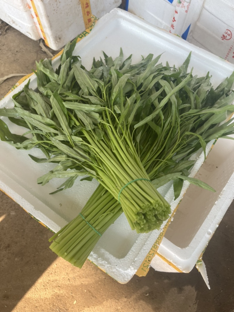 徐闻精品空心菜大量上市（质量保证、产地直发）