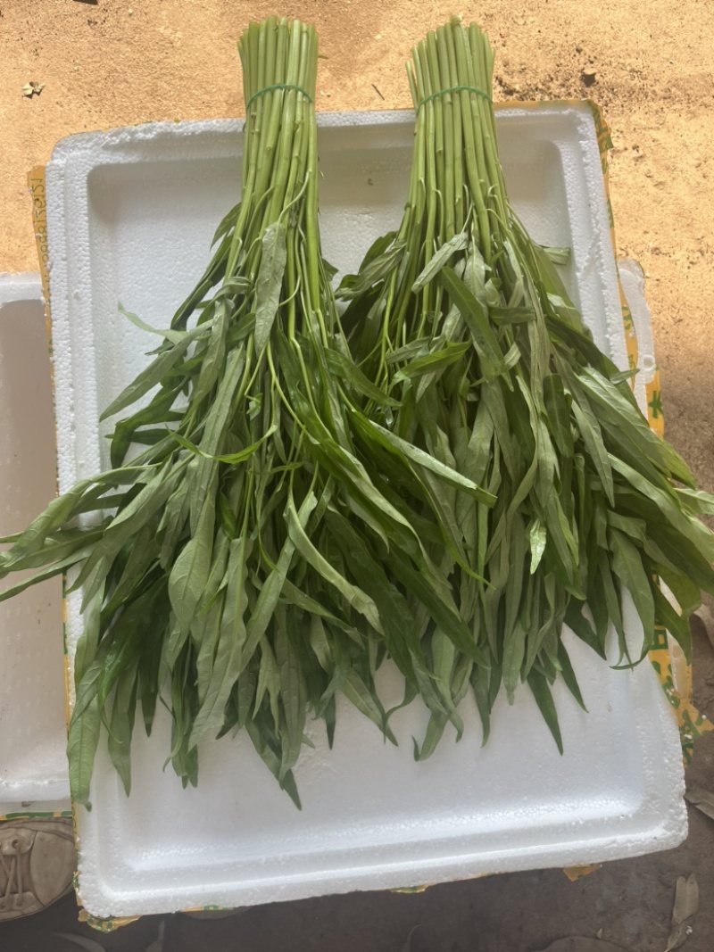徐闻精品空心菜大量上市（质量保证、产地直发）