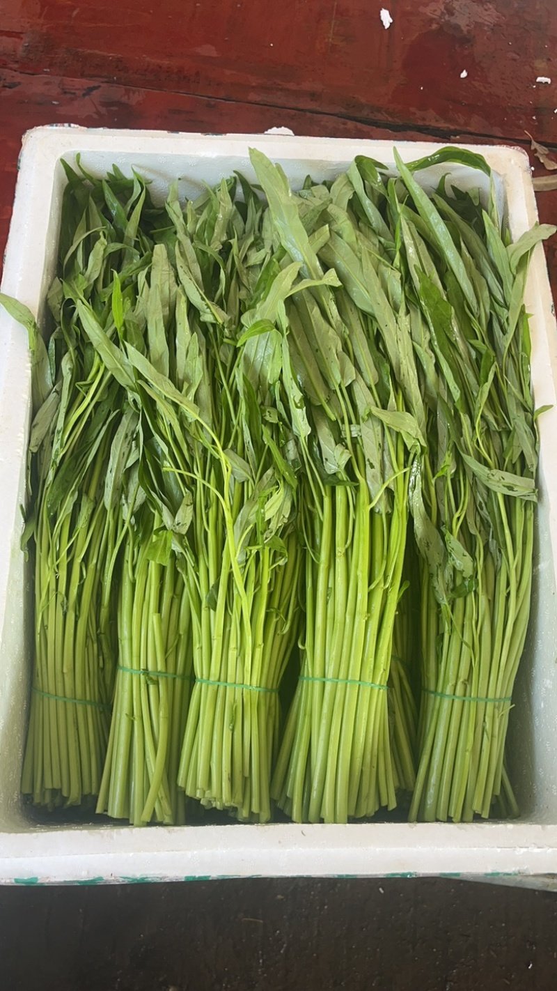 徐闻精品空心菜大量上市（质量保证、产地直发）