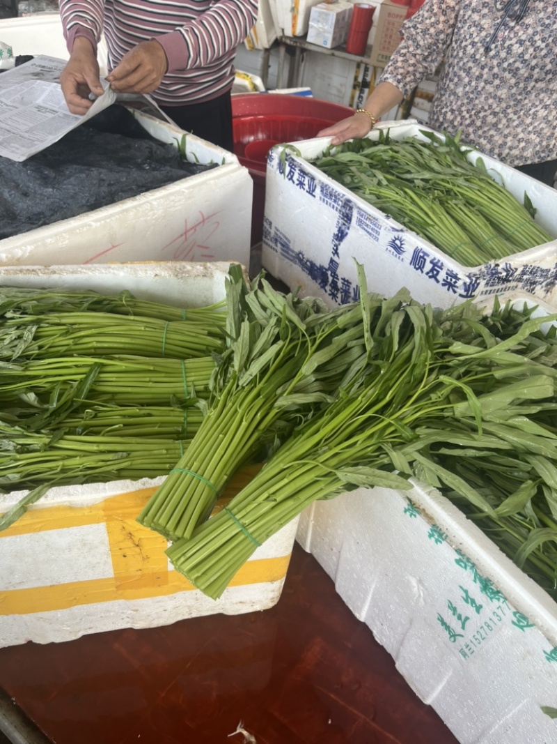 徐闻精品空心菜大量上市（质量保证、产地直发）