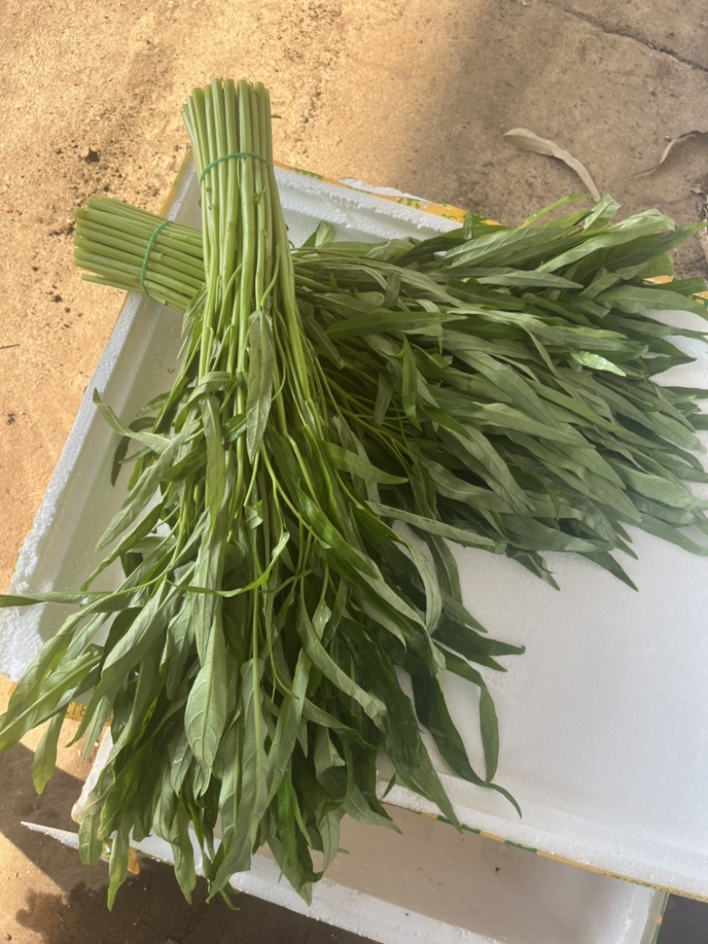 徐闻精品空心菜大量上市（质量保证、产地直发）