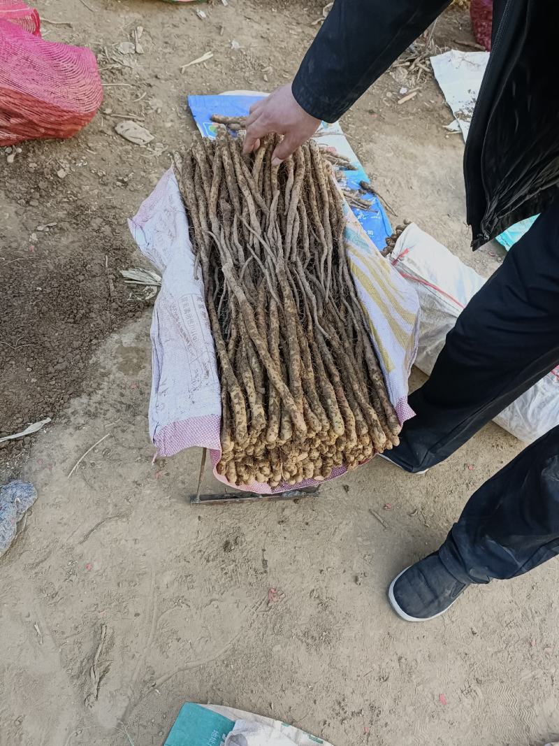 卢土铁棍原种种苗