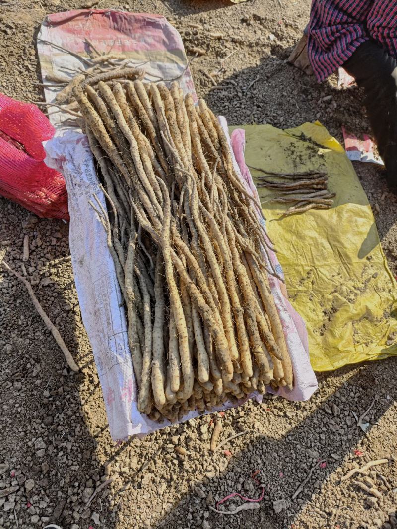 卢土铁棍原种种苗
