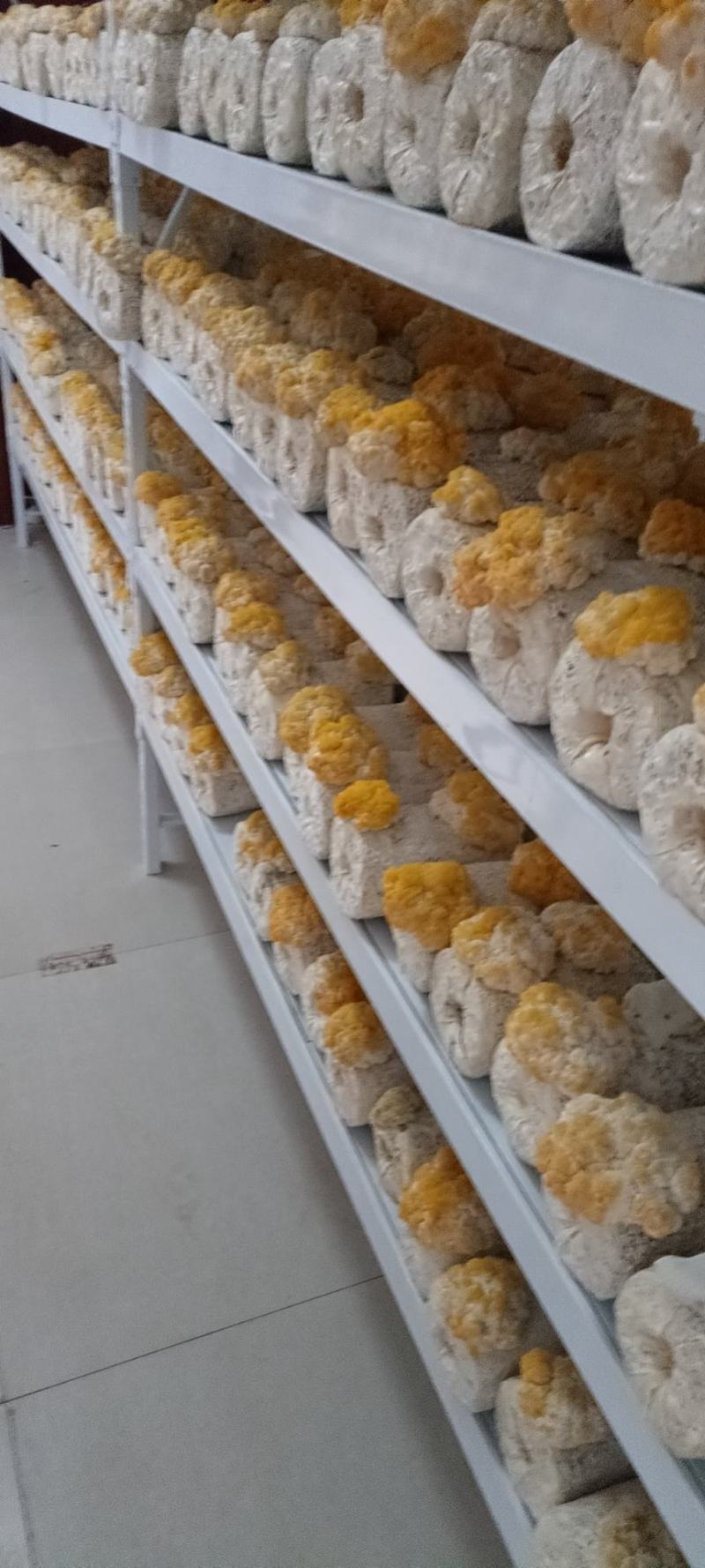 新鲜金耳基地直销