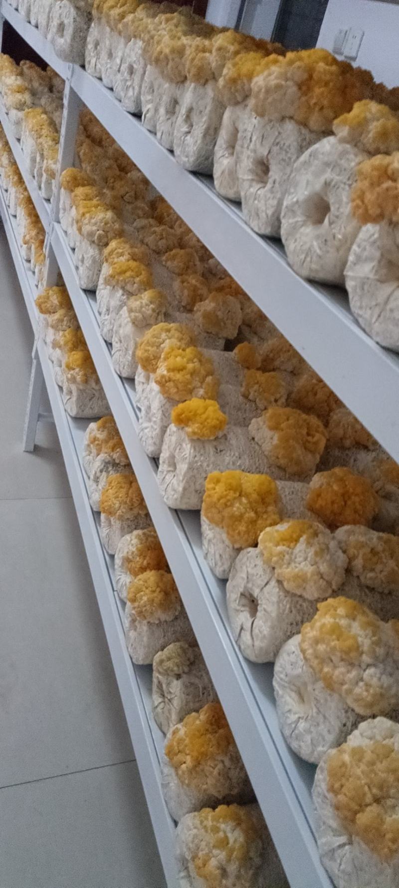 新鲜金耳基地直销