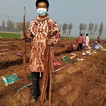 铁棍山药