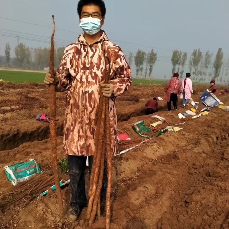 铁棍山药