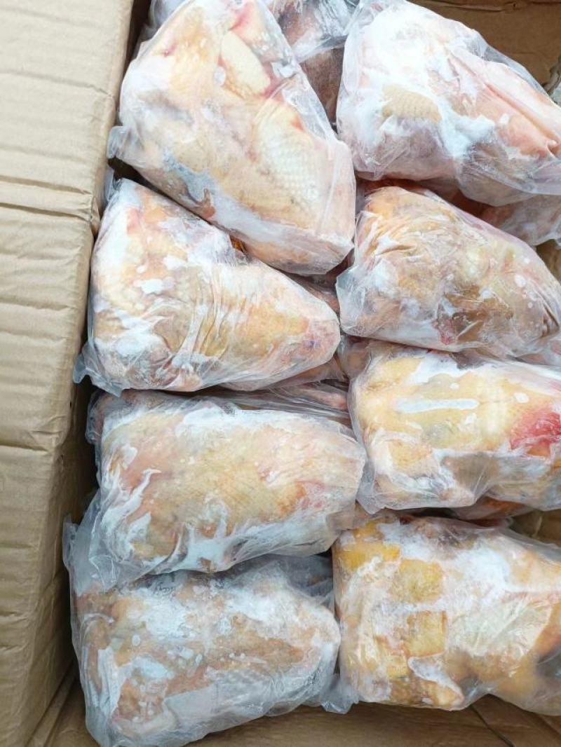 精品老鸽，乳鸽，原粮乳鸽，鸽胗工厂直发