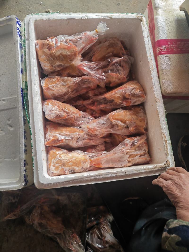 精品老鸽，乳鸽，原粮乳鸽，鸽胗工厂直发