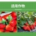 草莓膨果肥草莓膨大素增产催红增甜上色保果叶面肥