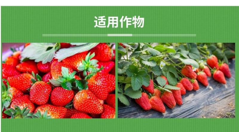 草莓膨果肥草莓膨大素增产催红增甜上色保果叶面肥