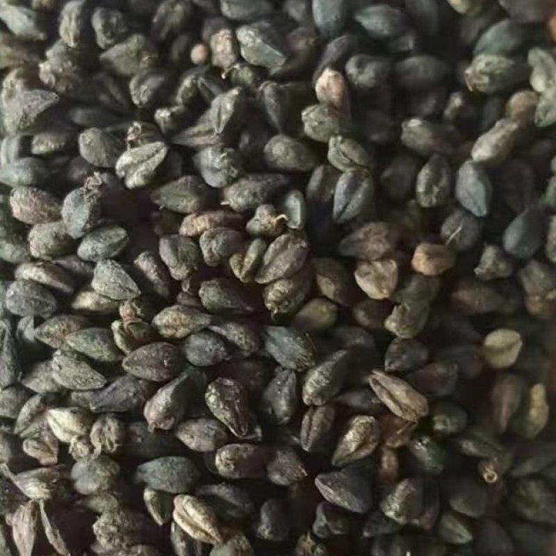 黑苦荞，批发，现货现发，量大价优，欢迎咨询