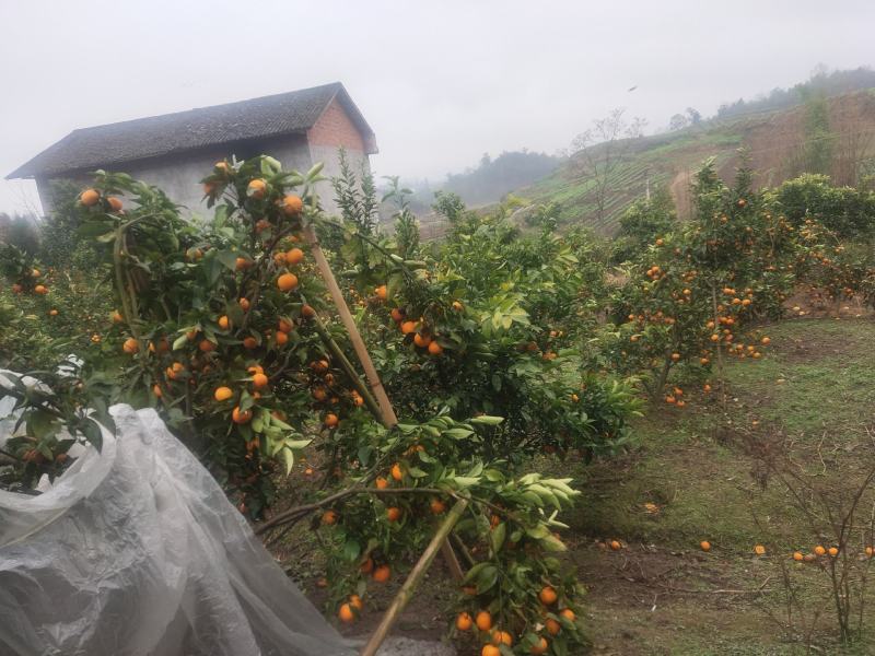 四川种的㓇柑园地，自产自销