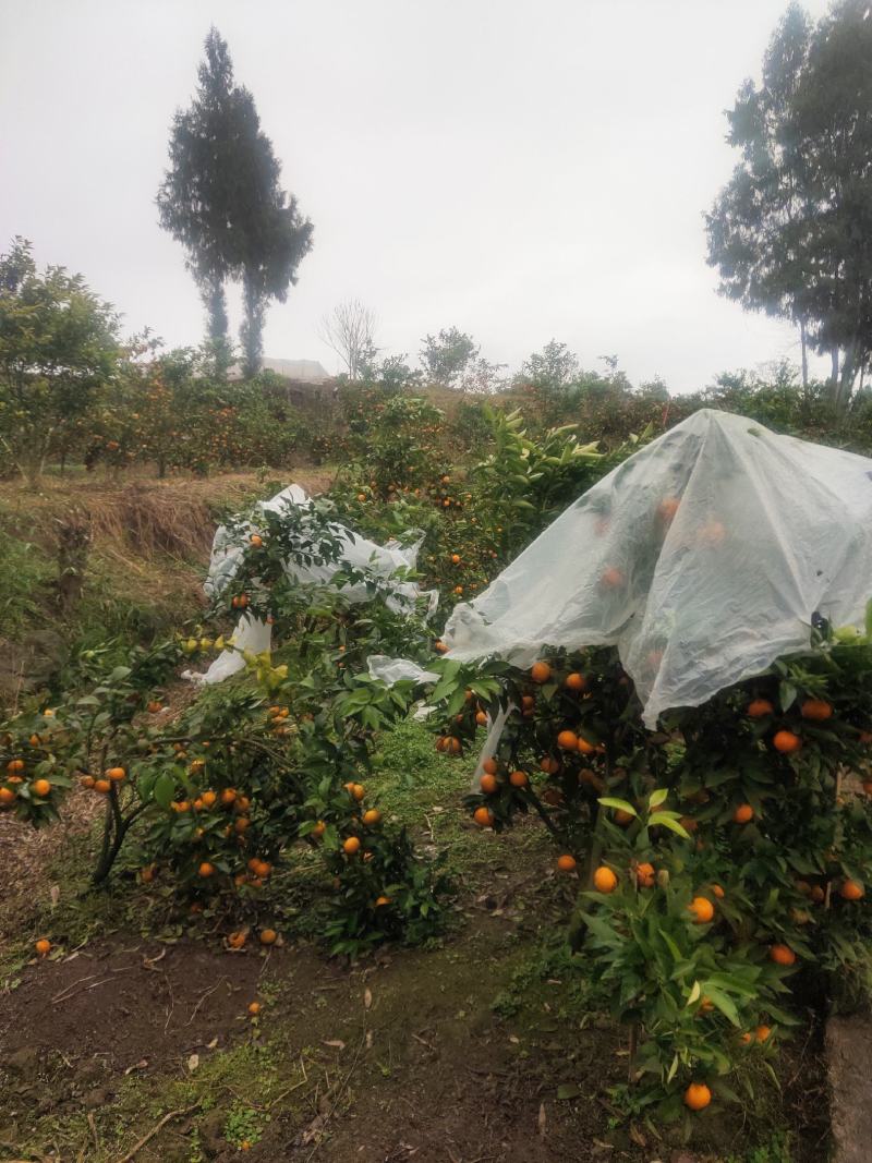 四川种的㓇柑园地，自产自销
