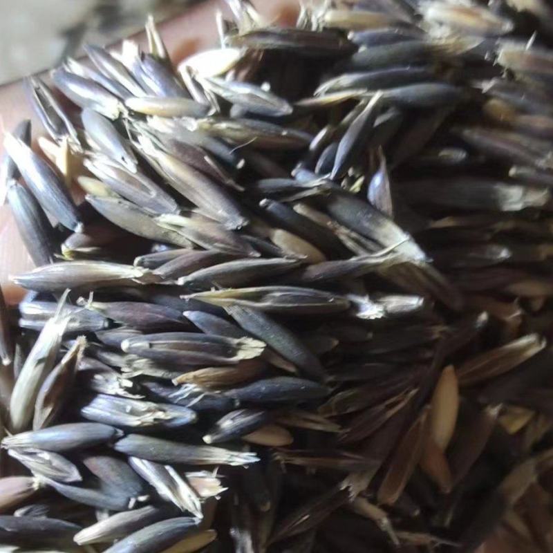 燕麦大量有货，代收代购，量大从优