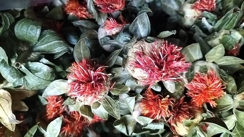 四季红花朵花红叶绿藏红花买就送录音