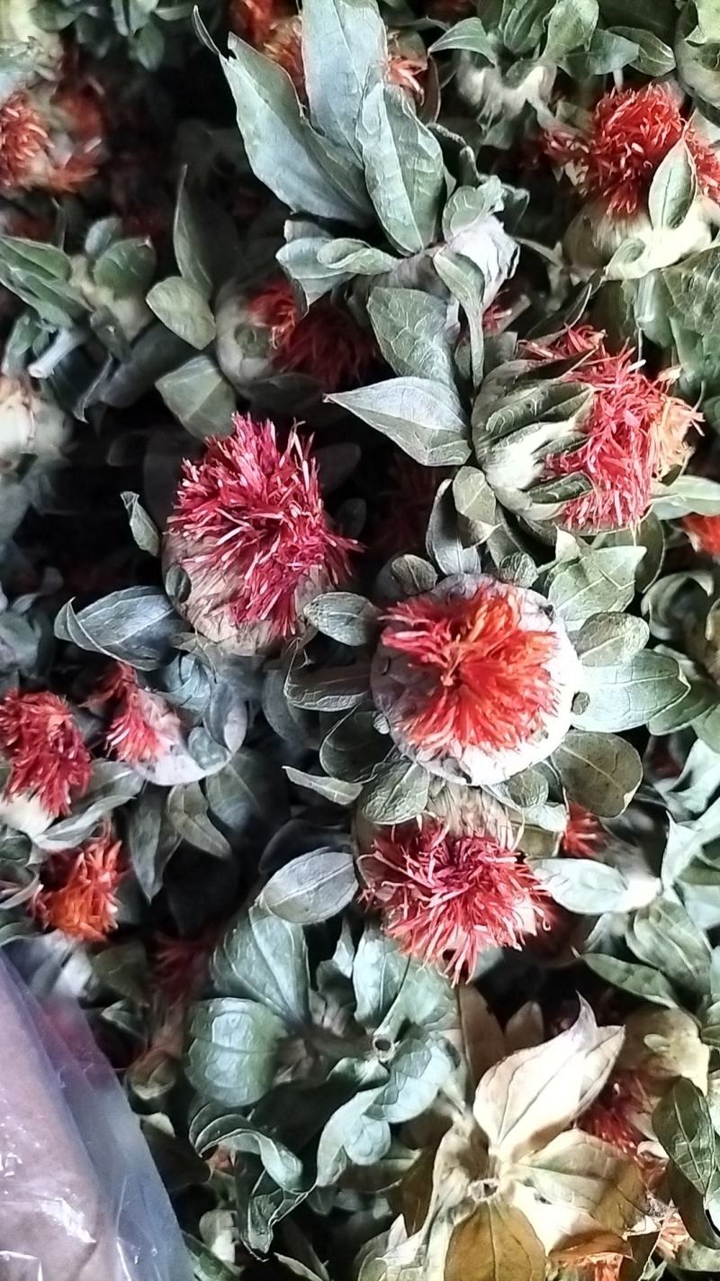 四季红花朵花红叶绿藏红花买就送录音