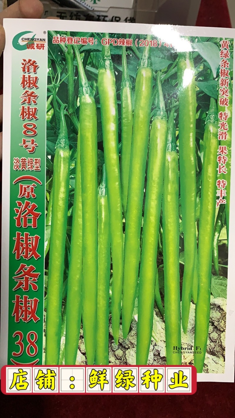 早熟高产黄色（淡黄绿型）软皮线椒，原洛椒条椒38号