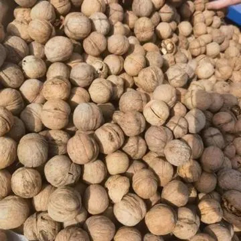 薄皮核桃,又名胡桃、味美多汁、核桃仁营养丰富