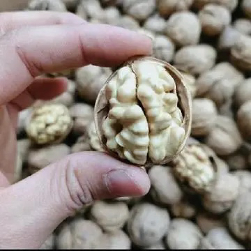 薄皮核桃,又名胡桃、味美多汁、核桃仁营养丰富
