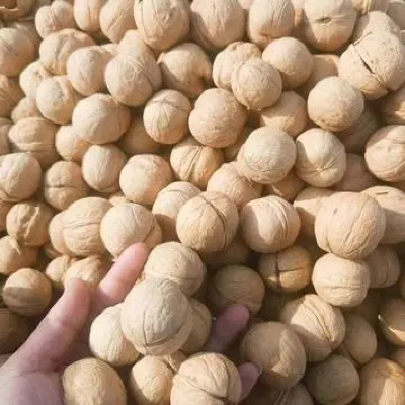 薄皮核桃,又名胡桃、味美多汁、核桃仁营养丰富