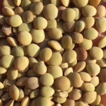 新扁豆大量有货，代收代购，量大从优，产地直发