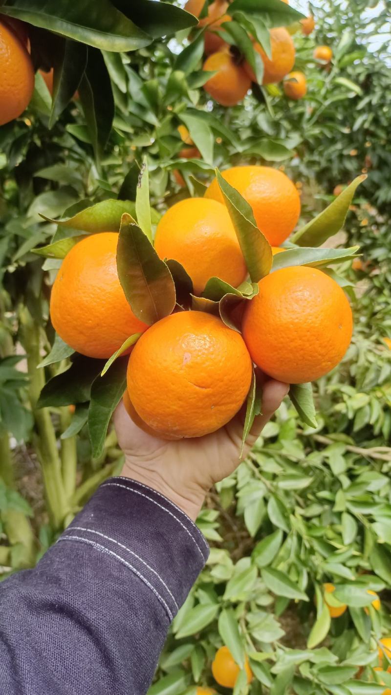沃柑中下货