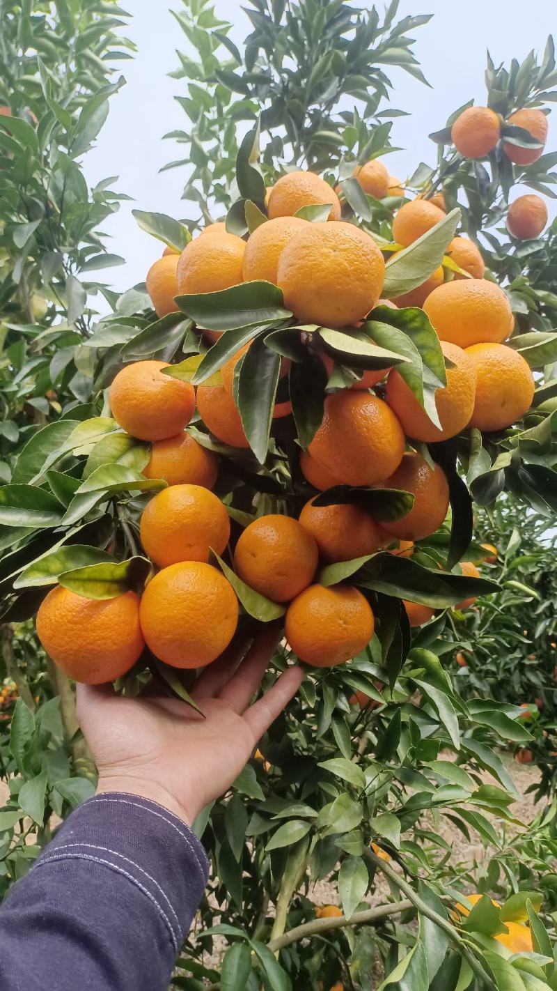 沃柑中下货