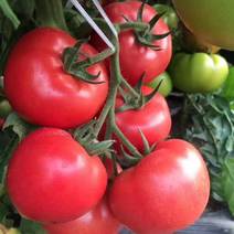 常年出售西红柿苗量大从优欢迎采购与实地考察武家菜苗