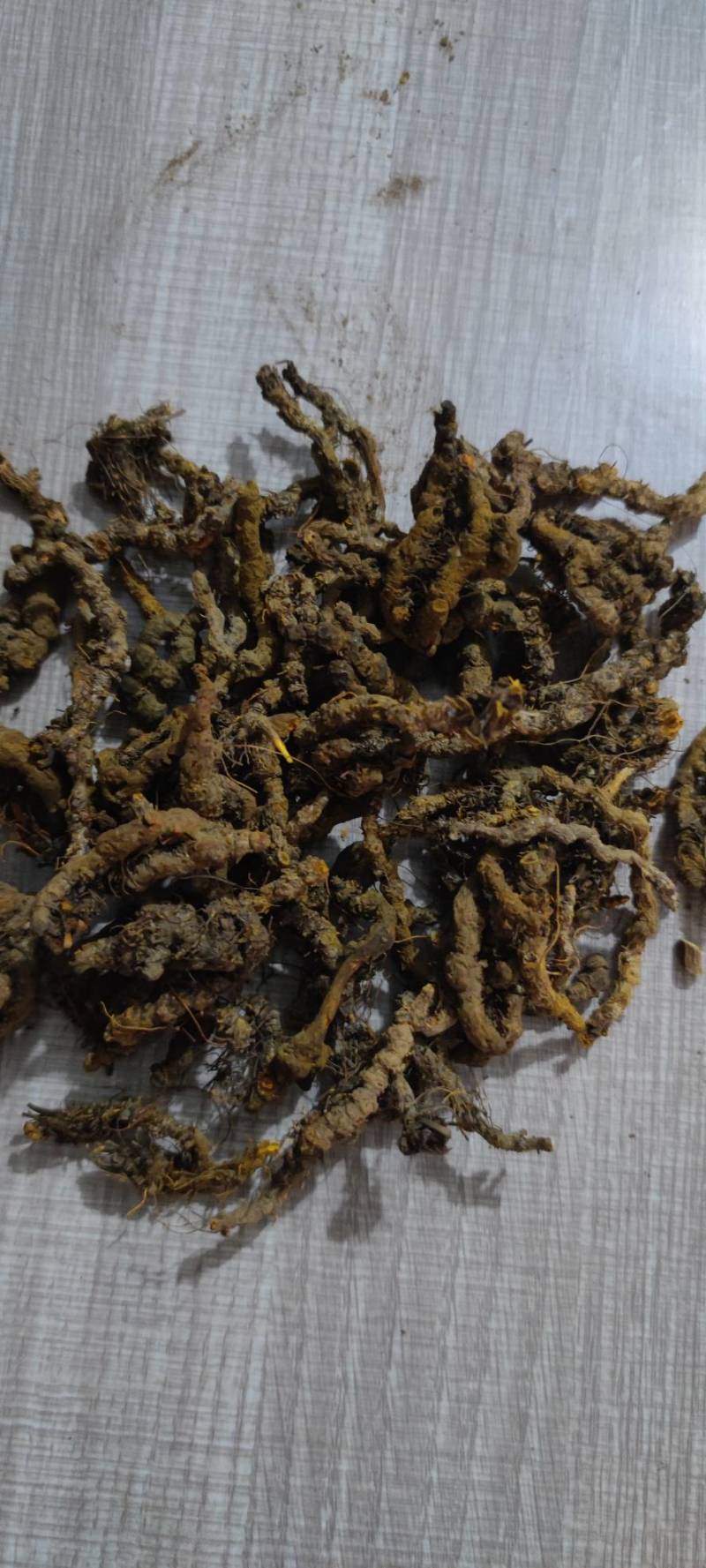 黄连中药材黄连