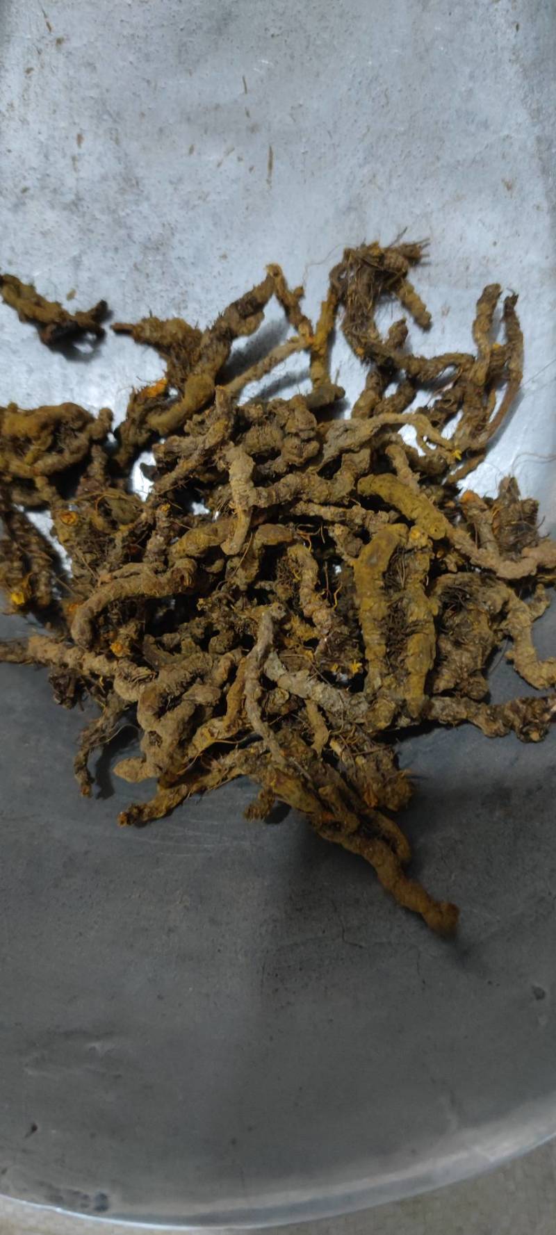 黄连中药材黄连