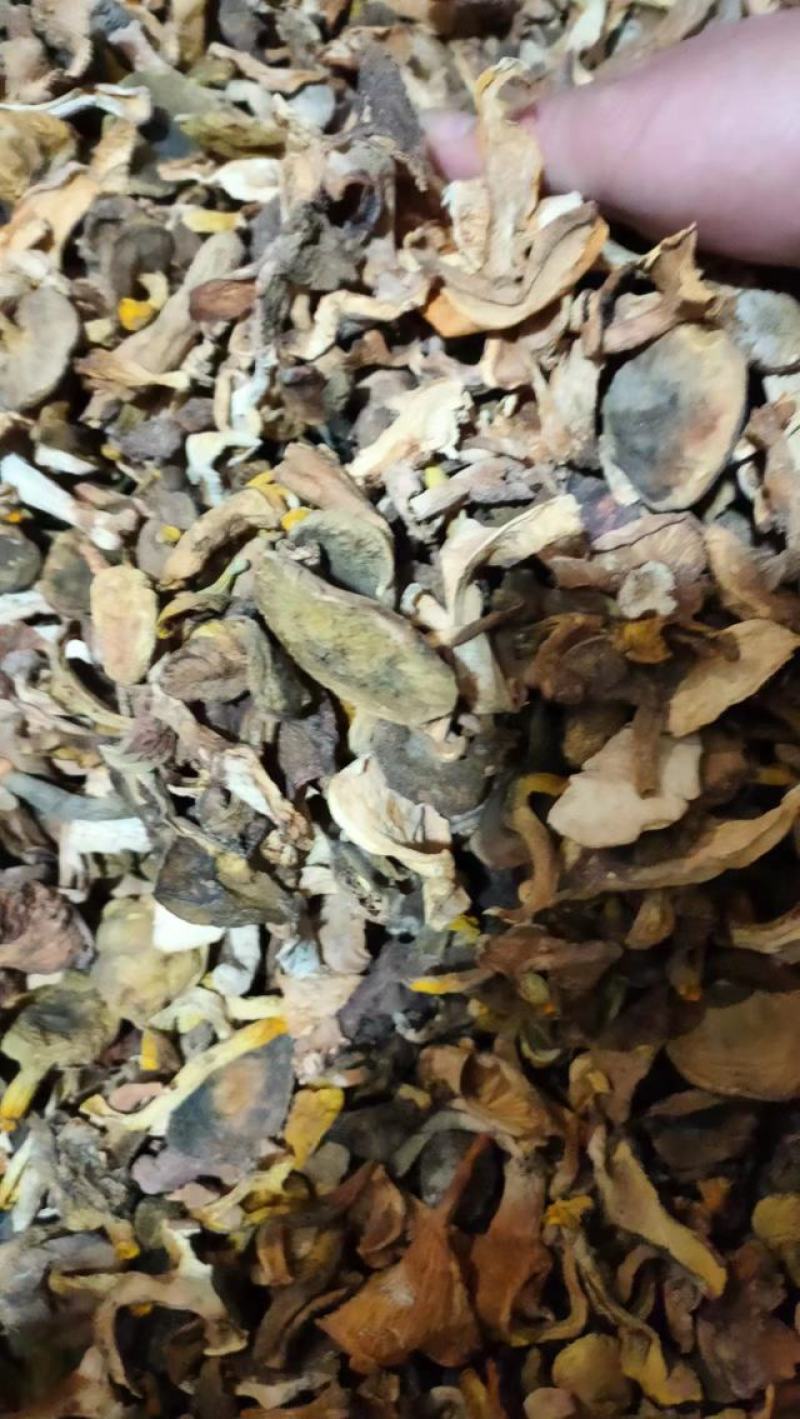 【大减价】云南野生菌吊汤的黄牛肝一手货源【不了解勿拍！】