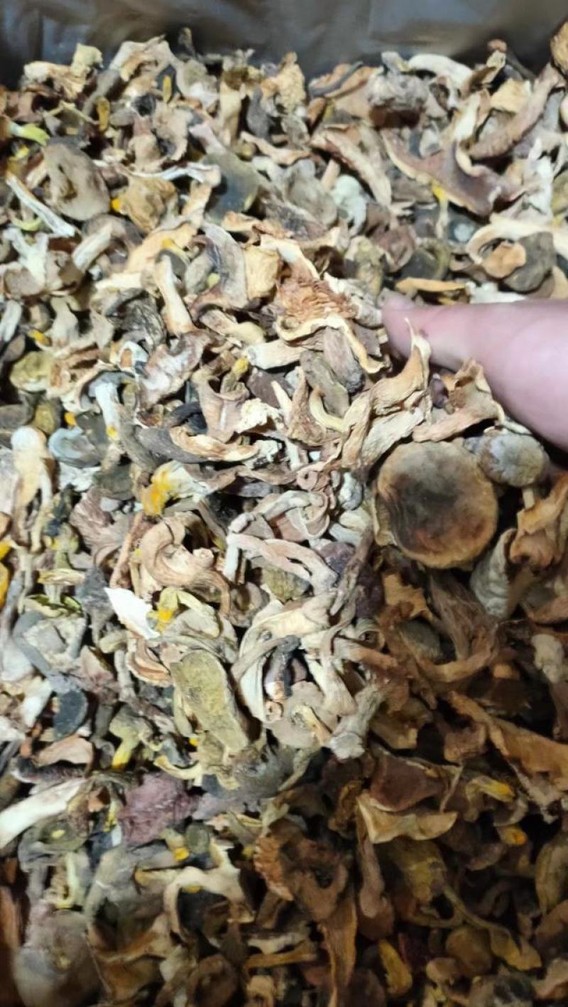 【大减价】云南野生菌吊汤的黄牛肝一手货源【不了解勿拍！】