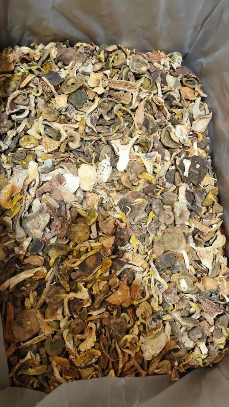 【大减价】云南野生菌吊汤的黄牛肝一手货源【不了解勿拍！】