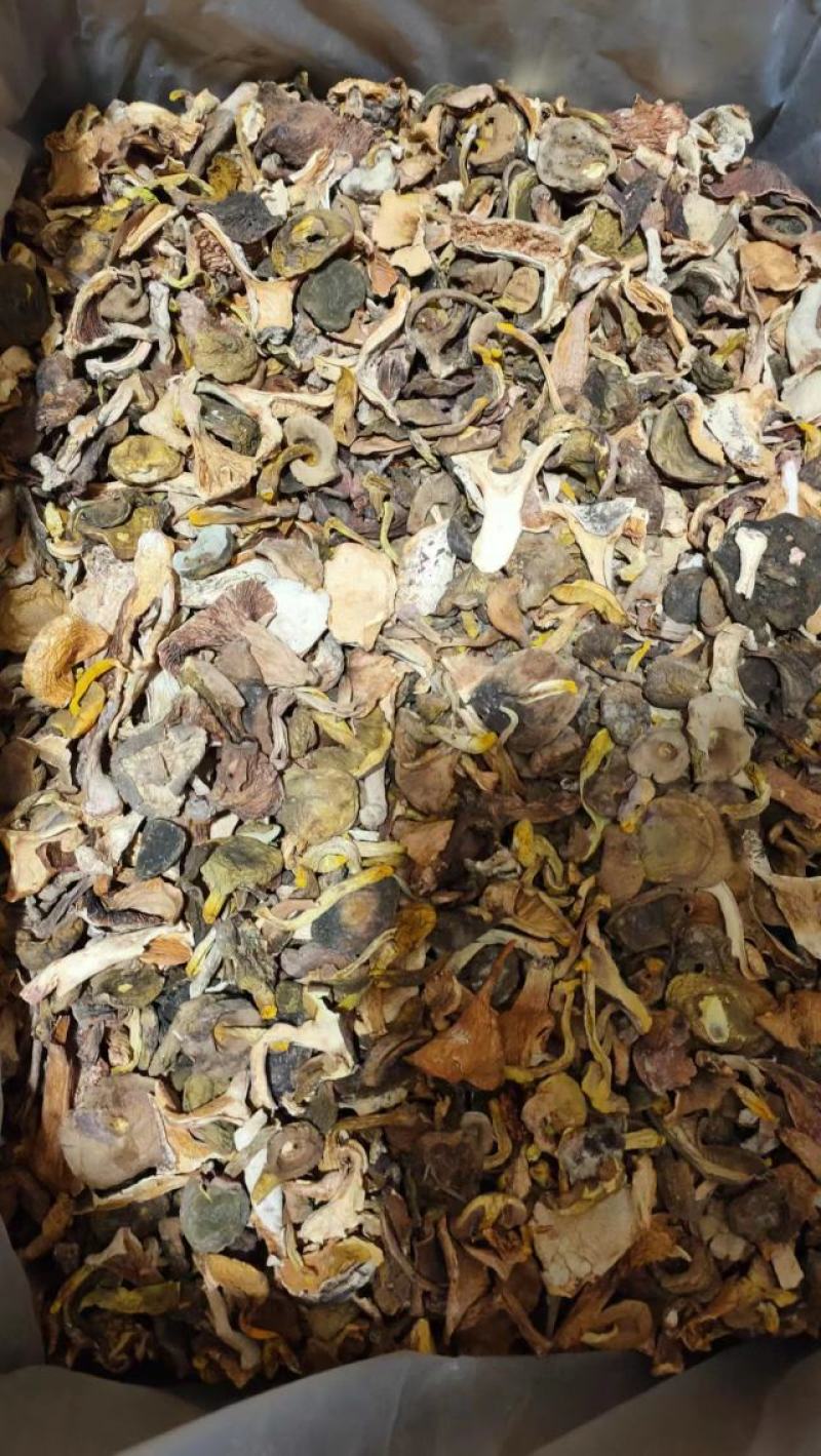 【大减价】云南野生菌吊汤的黄牛肝一手货源【不了解勿拍！】