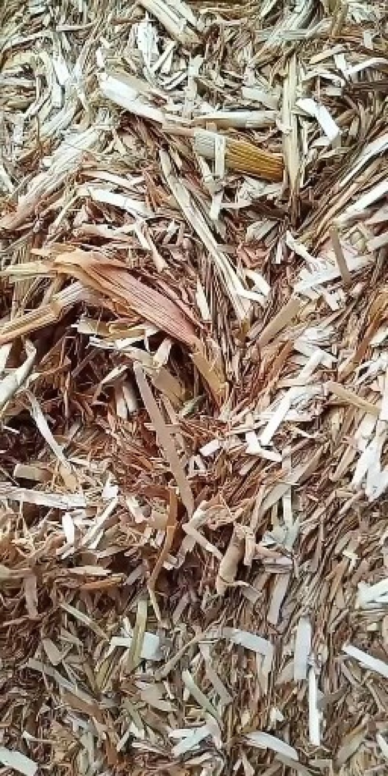 干玉米秸秆出尘，粉碎，压块1-3公分，过八米滚筒筛。