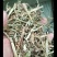 干玉米秸秆出尘，粉碎，压块1-3公分，过八米滚筒筛。