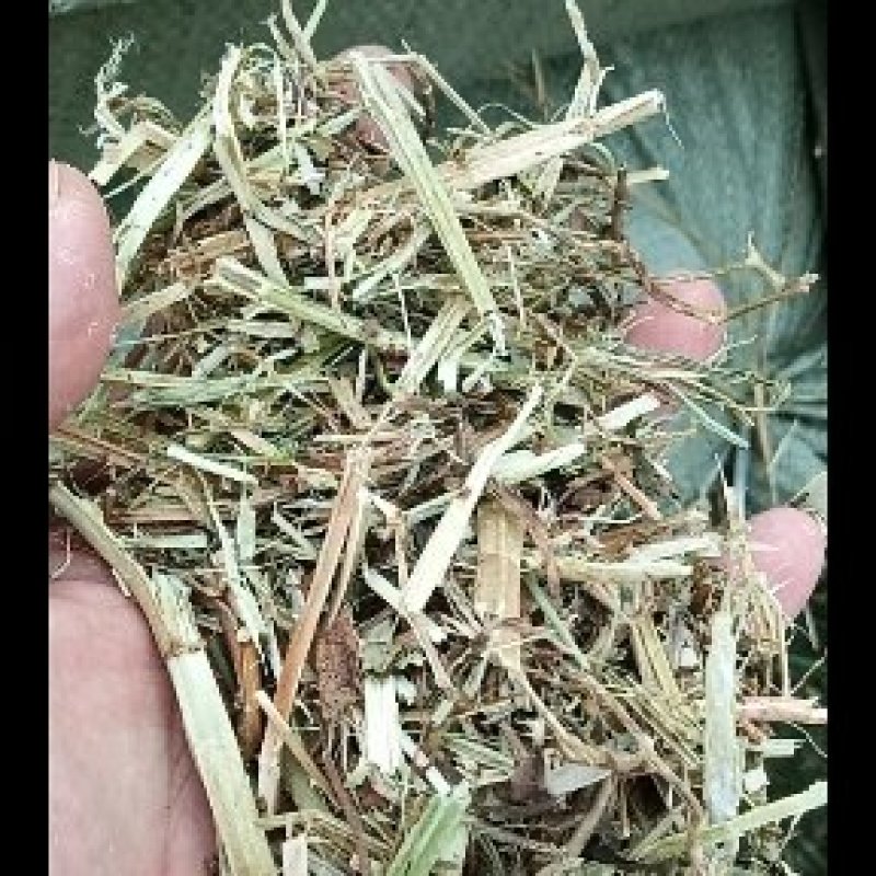 干玉米秸秆出尘，粉碎，压块1-3公分，过八米滚筒筛。