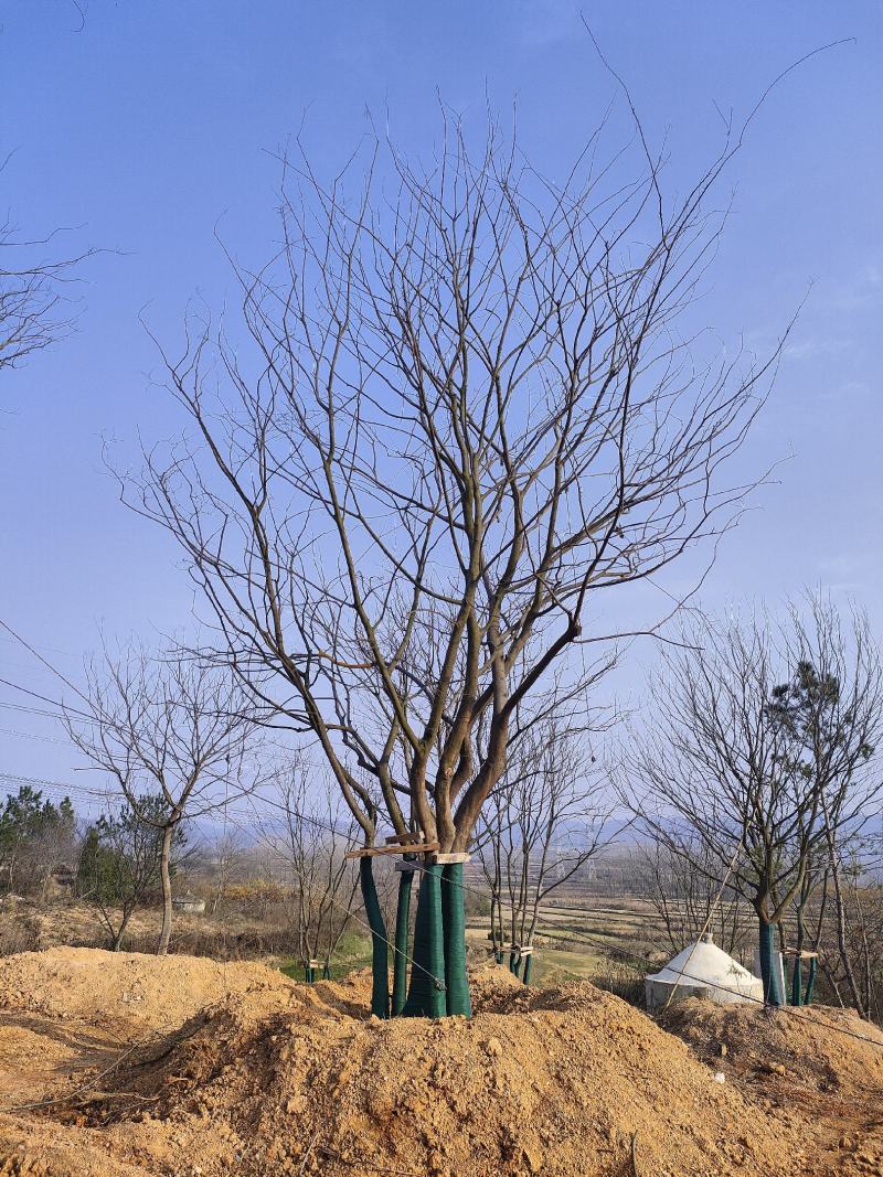6杆丛生朴树