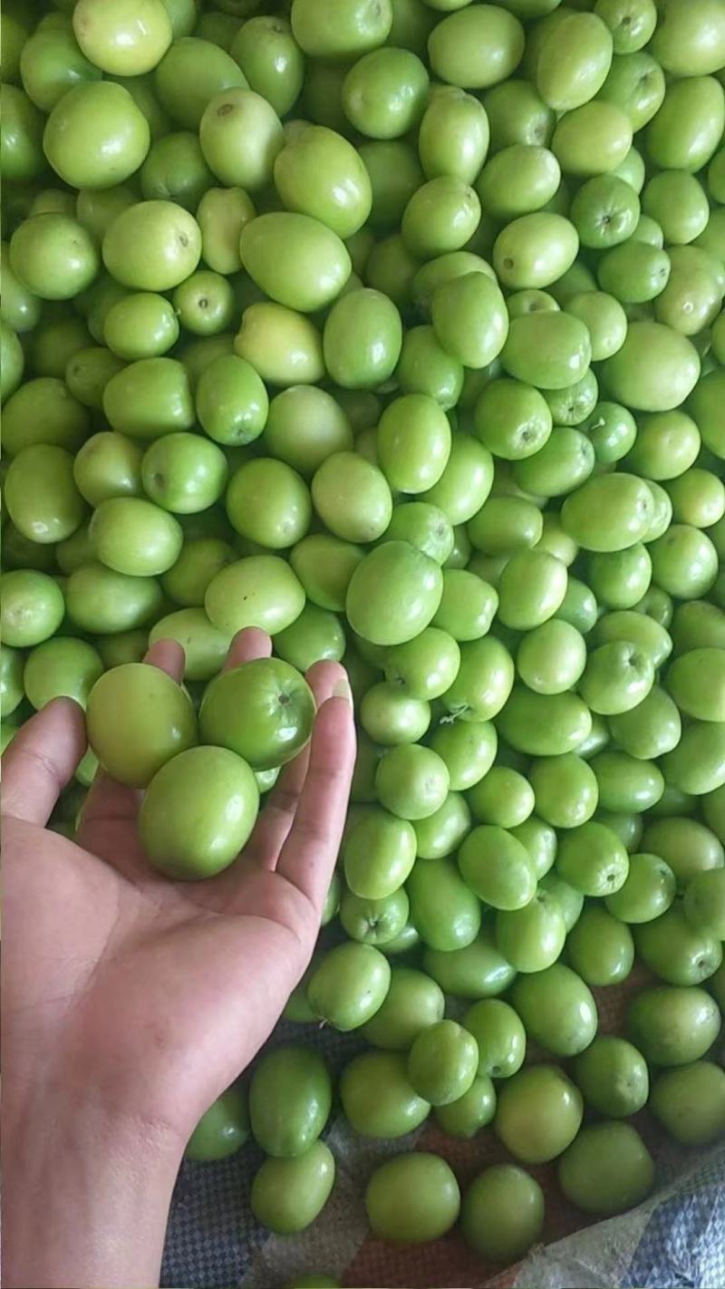 青枣(牛奶青枣，蜜枣)产地大量销售中，甜甜电商社区团对接