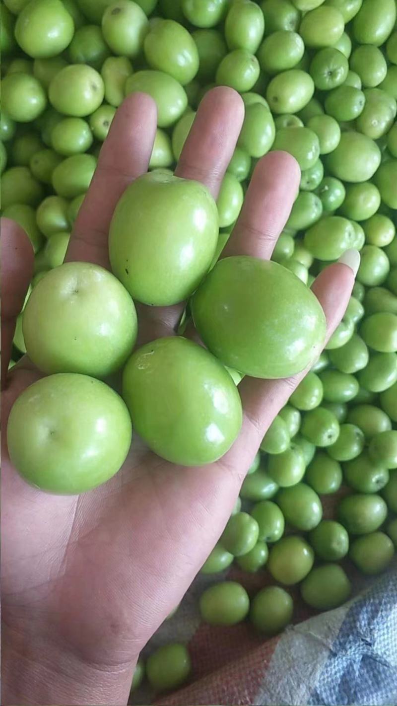 青枣(牛奶青枣，蜜枣)产地大量销售中，甜甜电商社区团对接
