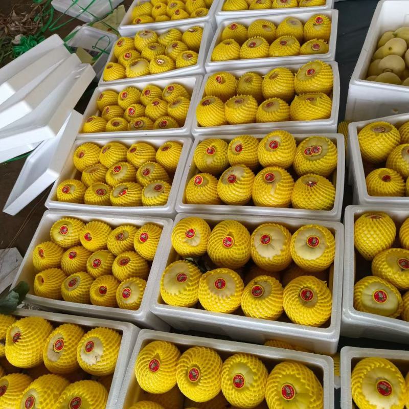 星甜二十小蜜蜂甜瓜大量上市，对接电商，超市商场。一手货源