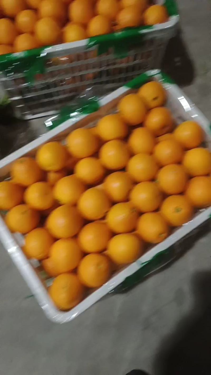 秭归甜橙个头大汁多味甜产地一手货源看园订货鲜果供应