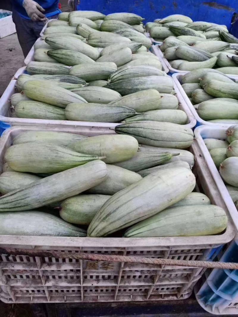星甜二十小蜜蜂甜瓜大量上市，对接电商，超市商场。一手货源