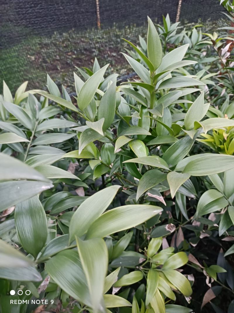 竹柏苗，像竹叶一样的木本植物，室内室外都能生长