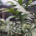 竹柏苗，像竹叶一样的木本植物，室内室外都能生长
