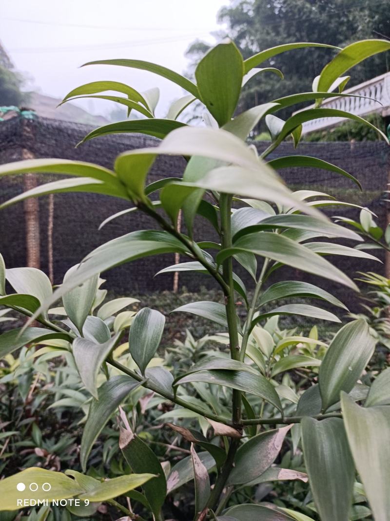 竹柏苗，像竹叶一样的木本植物，室内室外都能生长