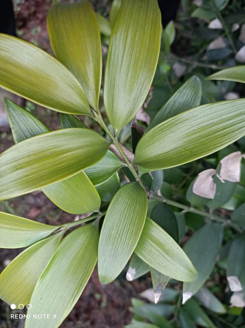 竹柏苗，像竹叶一样的木本植物，室内室外都能生长